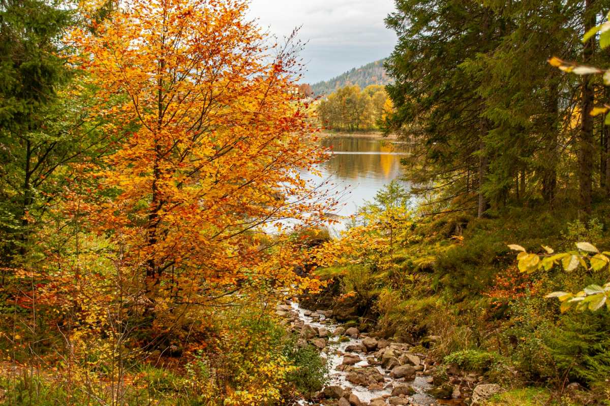 germany black forest in the fall season