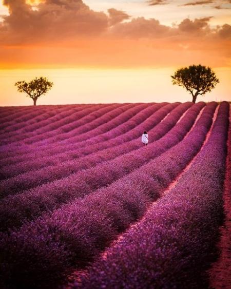 france lavender fields