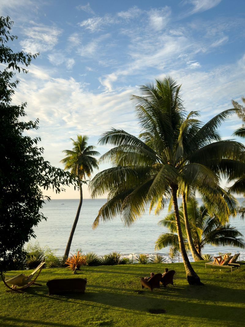 french polynesia palm trees