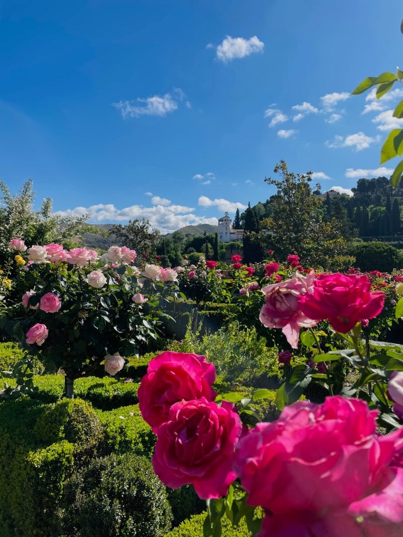 blooming flowers in generalife gardens