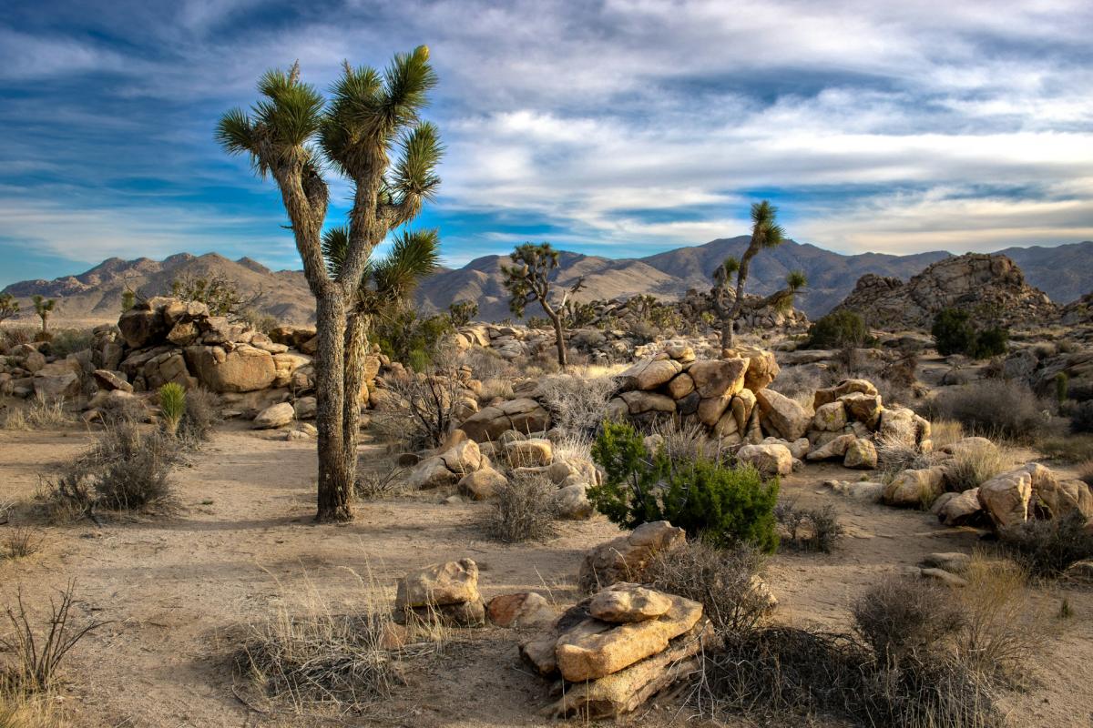 joshua tree national park in california