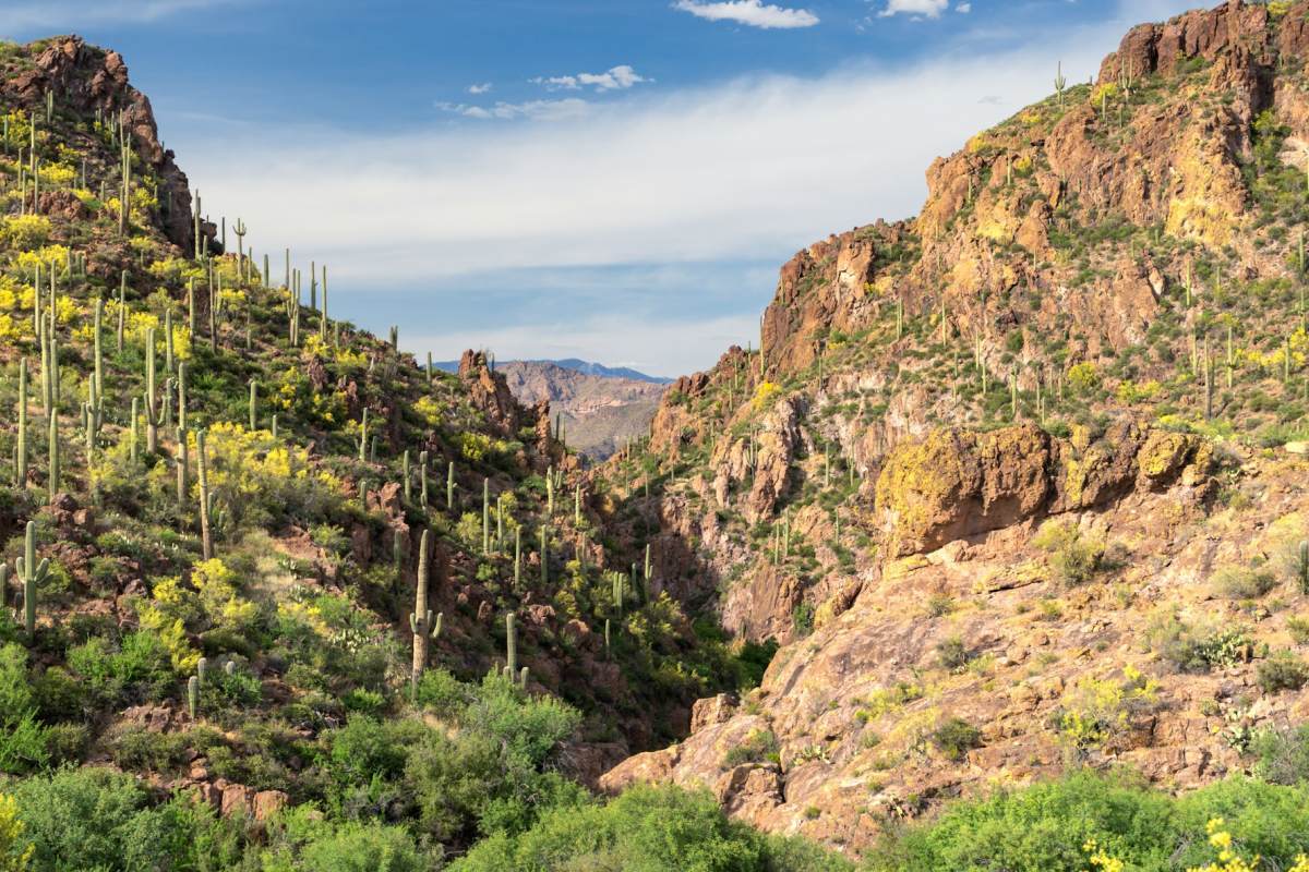 saguaro national park in march